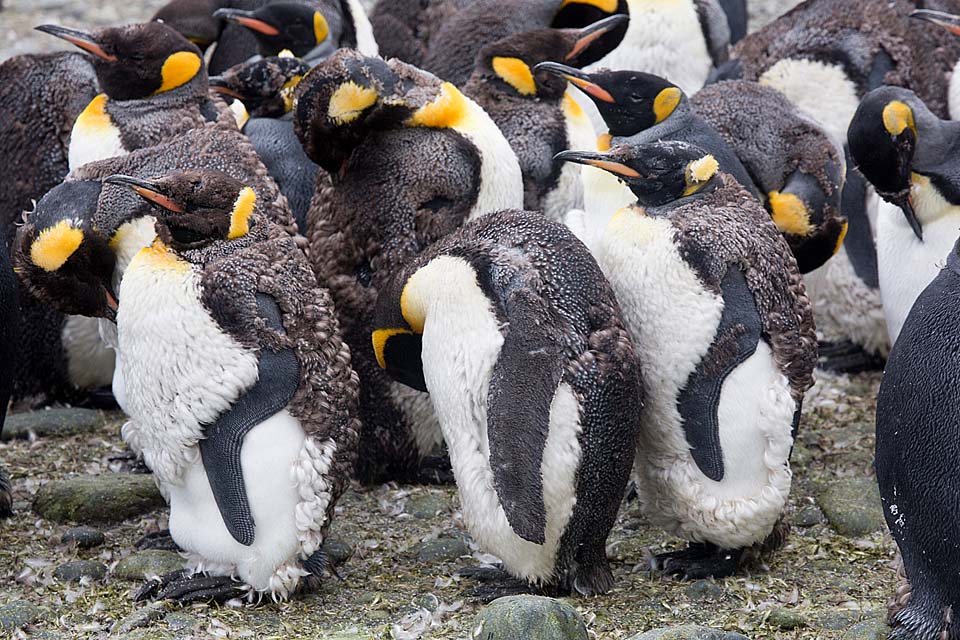 King Penguin (Aptenodytes patagonicus)